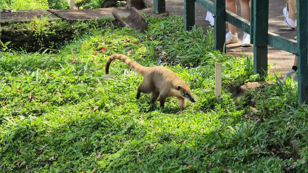 Quati no Parque Nacional do Iguaçu em Foz do Iguaçu - Fomos Viajar