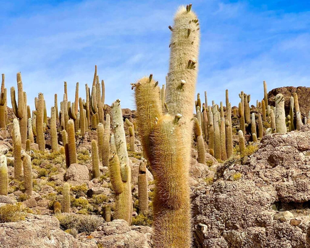 A Isla Incahuasi no Salar do Uyuni