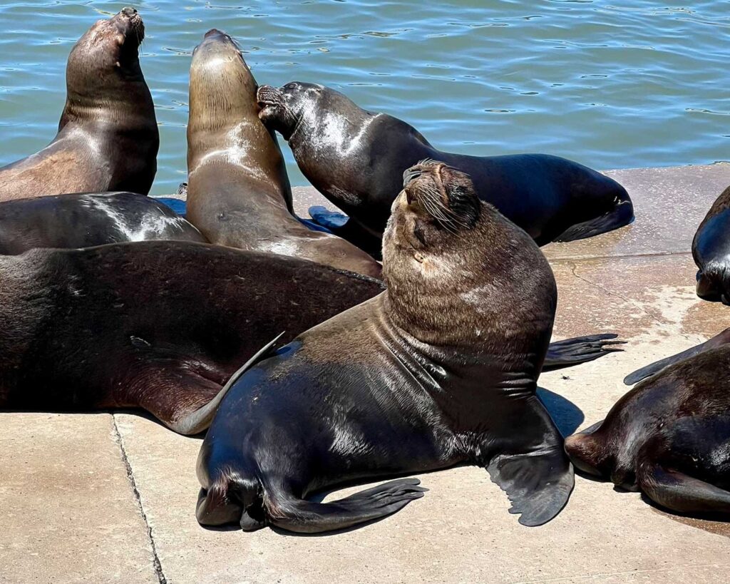 Leões marinhos em Mar del Plata