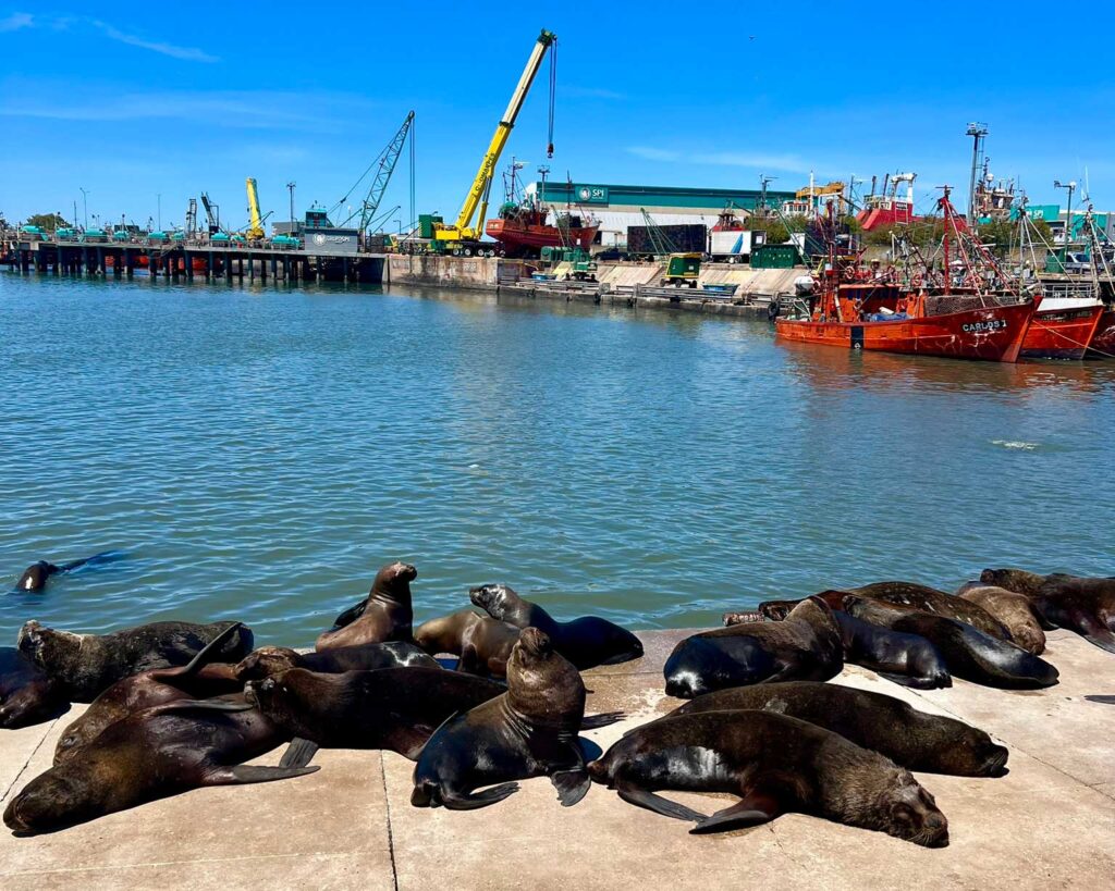 Leões marinhos em Mar del Plata